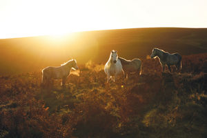 Horses in the autumn sunshine at Carding Mill Valley and the Shropshire Hills. Picture: National Trust Images / John Millar