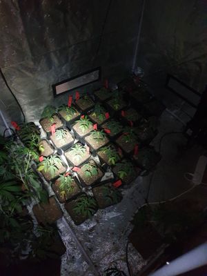 Hundreds of cannabis plants were seized