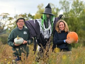 Supporting image for story: Six of the best places to go pumpkin picking in the West Midlands for Halloween