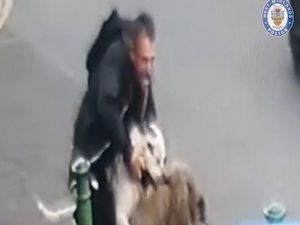 Supporting image for story: Shocking footage shows moment out-of-control dog brutally attacks 76-year-old woman and another dog