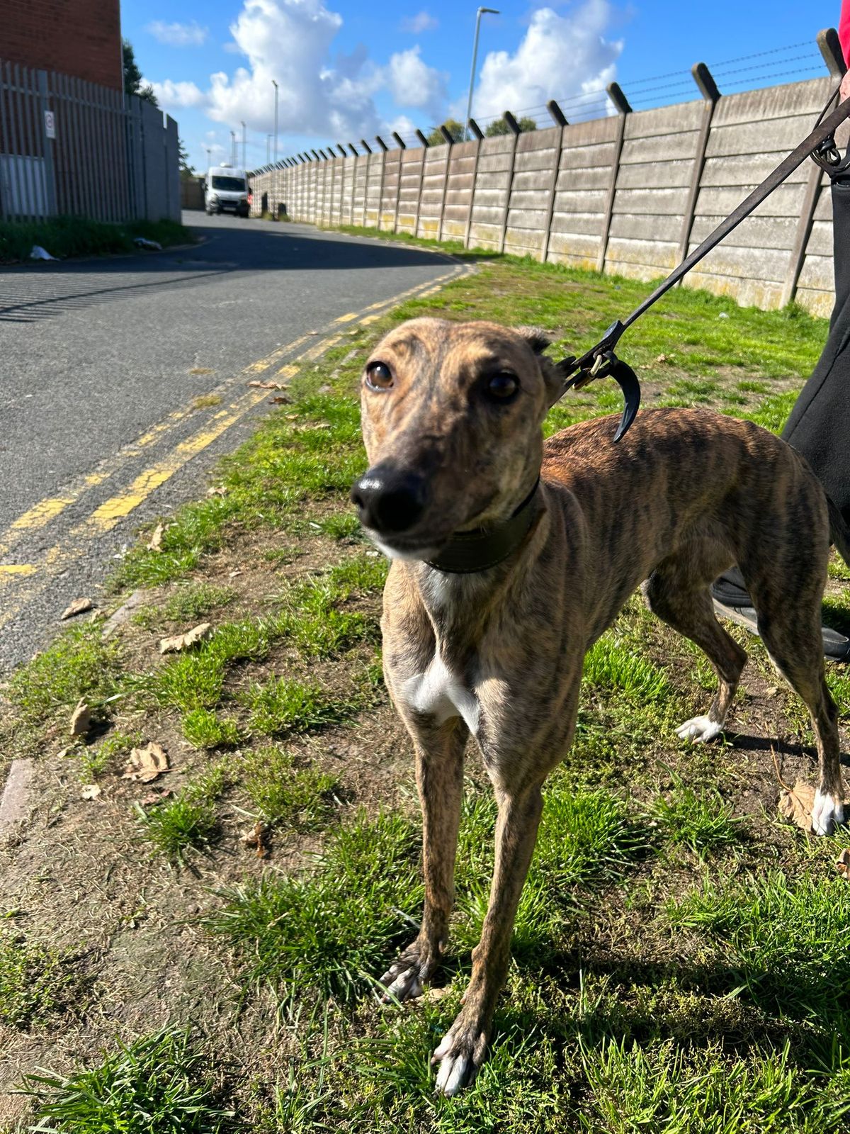 Fereday hoping pups will make their mark at Monmore