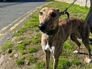 Supporting image for story: Fereday hoping pups will make their mark at Monmore