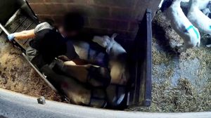 A worker at a halal abattoir, beating and kicking sheep through a gate, Arley, Warks.