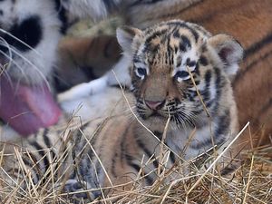 Supporting image for story