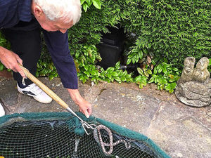 Supporting image for story: Shropshire man's shock as snake tries to take a dip in garden pond