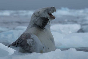 Supporting image for story: Antartica exhibition coming to Shrewsbury