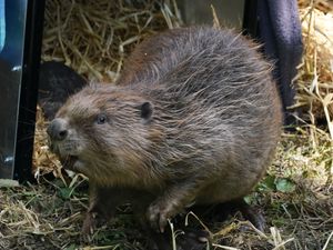 Mischievous-looking beaver standing on some grass