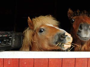 Supporting image for story: Best of Peter Rhodes - Feb 15