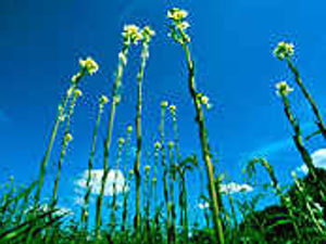 Supporting image for story: £10k project to protect rare flower