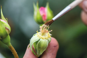 The breeding process at David Austin Roses.