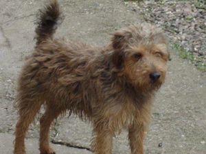 Supporting image for story: Four terriers stolen from Shropshire gardens in two days