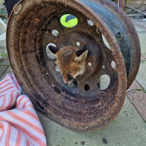 The fox in a fix in Whitmore Reans