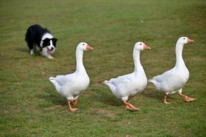 Sheep dog display at Oswestry Balloon Carnival 2025