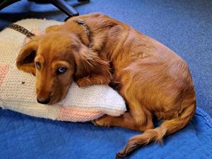 Supporting image for story: Puppy who 'could barely walk' seized by police at car boot sale amid concerns for its welfare

