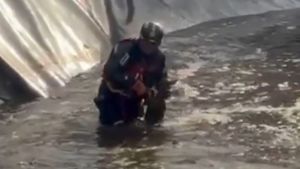 Deer is rescued from lagoon.