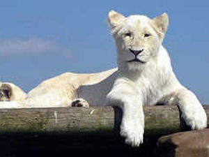 Supporting image for story: 250 jobs at safari park