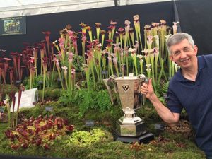 Supporting image for story: Insect-eating plant display wins top gong at Shrewsbury Flower Show