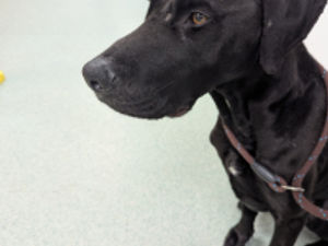 Supporting image for story: 'It’s particularly sad' - London dog found abandoned rummaging through bins in Wolverhampton