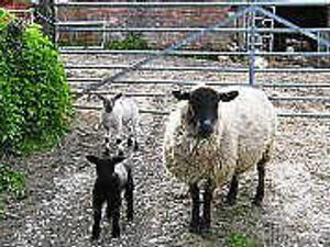 Supporting image for story: Officer on bleat rounds up sheep in Much Wenlock