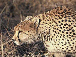 Supporting image for story: Cheetah reserve for safari park