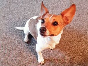 Supporting image for story: Puppy in stolen van in Burntwood is found