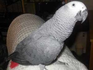 Supporting image for story: Missing African Grey parrot found - 11 miles from Kidderminster home