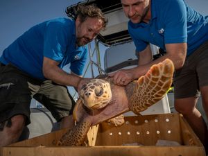 Supporting image for story: Injured sea turtle given third chance at life after rehabilitation