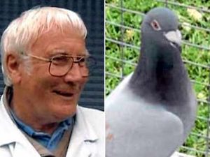 Supporting image for story: Percy the Cannock pigeon ends up in Canada