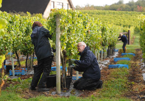 Alison Bennett and husband Peter Bennett picking at Halfpenny Green Vineyards