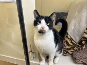 Vimto. Photo: RSPCA Gonsal Farm Animal Centre