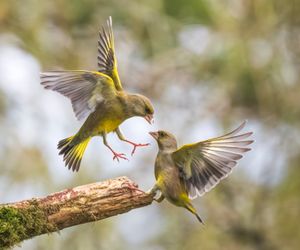 Two birds can be seen getting into a flap after an angry blackcap karate kicked a greenfinch in the beak