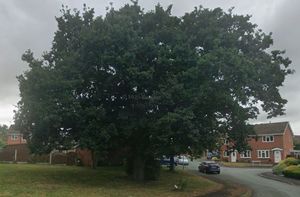 A mature tree (pictured) has been removed from a neighbourhood in Shrewsbury. Picture: Google 