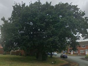 Supporting image for story: Mature tree felled in Shrewsbury after causing damage to nearby home