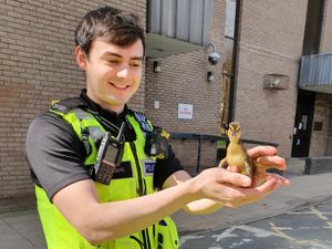 Supporting image for story: Police rescue duckling in mission of different kind