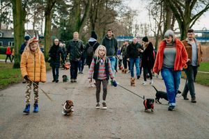 Festive Sausage Dog meet up and walk at The Quarry in Shrewsbury. Organised via Shrewsbury Sausage Social