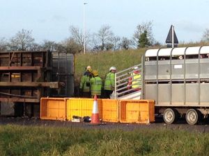 Supporting image for story: Rescue operation after 640 turkeys involved in trailer crash