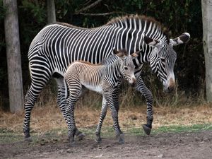 Supporting image for story: Grévy’s zebra born at West Midlands Safari Park