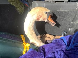 Supporting image for story: Swan mauled by dog reunited with partner after two day rescue effort