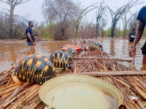 Supporting image for story: Thousands of endangered tortoises rescued in Madagascar after flood