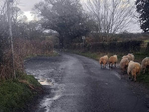 Supporting image for story: Police shepherd sheep off busy A518 outside Newport 
