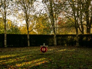 Supporting image for story: Tree cathedral planted as war memorial restored after ash dieback devastation