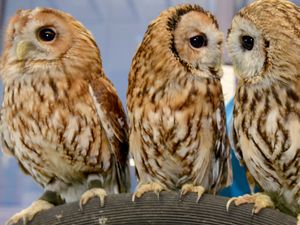 Supporting image for story: Visitors in for a 'tweet' for Birdwatch