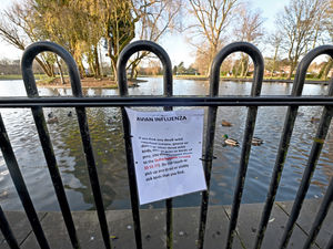 Supporting image for story: Poultry keepers urged to follow safety measures amid largest bird flu outbreak