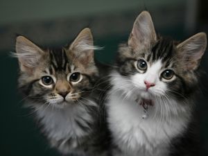 Supporting image for story: Pet shop Jollyes plans 20 new sites after locked down Britons buy animals