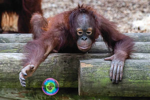 Supporting image for story: Watch: Bubble fun for Sprout's birthday