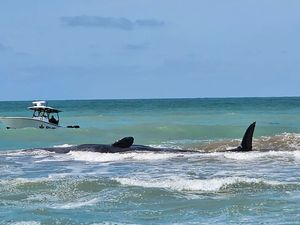 Supporting image for story: Experts work to free 70ft sperm whale stranded on sandbar