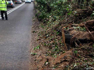 Supporting image for story: Driver killed as tree falls on car