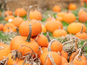 Supporting image for story: Where to go pumpkin picking in Shropshire for Halloween