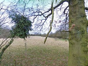 Supporting image for story: New plans in place for secure Perton dog walking facility