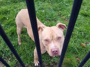 Supporting image for story: 'Aggressive' dogs result in Wolverhampton park closure